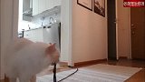 铲屎官用摄像头拍下了猫咪独自在家的视频，看完怎么有点想哭呢！