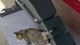 流浪小猫遇上健身铲屎官，逆袭成网红健身猫