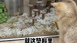 油美眉的新垫料怎么样