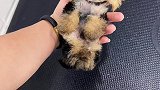 宠儿多的萌宠可爱至极