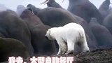 北极熊为了养活老婆单挑海象群，最后一个没抓到抑郁了