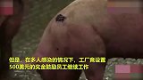 可怕！真相来了 美媒揭开美国猪肉加工厂超800人感染内情