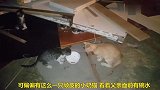 小奶猫想喝水，结果被父亲打了一顿，太委屈了