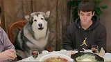 阿拉斯加犬做东请客,让大家放开了吃,它家里有矿