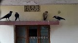 街边实拍3只乌鸦打架，啥深仇大恨呀，毛都被拔掉了