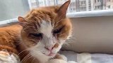 18岁的老猫了，对亏了有个好主人！
