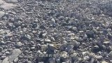 美国鲤鱼泛滥，政府悬赏70万美金，专家出了个妙招