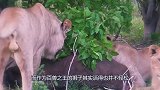 狮子的“天敌”出现了，一脚就能让狮子送命，身高3米还吃素！