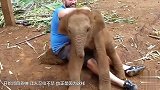 印度的大象服务 100美元一次 大象用力过猛咋办
