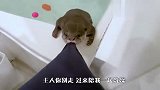 水獭想让主人陪自己洗澡，死死拽住衣服不肯松口，场面笑翻了