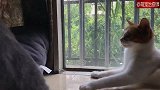 猫猫之间的友谊，怎么说翻脸就翻脸了呢？