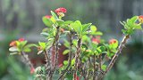 虎刺梅不开花？除了品种问题，这些阻碍也要清除掉