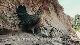 猫头鹰盯上小鸡，捕食的样子真是太逗了，鸡：这是个傻子吧