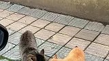 男生遇到两只正在吵架的猫咪，及时制止，你有个鸡毛面子