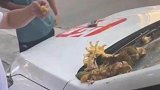 菠萝蜜砸在车窗上，自己送上门先吃为敬