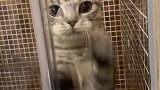猫快开门，我要出去玩儿！