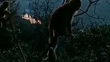 夕阳中嬉戏玩耍的猴宝宝