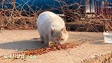 老谋深算的小白，眼神独特犀利是吓猫利器，喜欢窗口微闭深藏不露