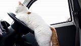 白猫想学开车主人却不教，气得趴在方向盘上不动，怎么办啊
