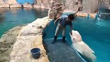 白鲸：饲养员训练白鲸被喷水，白鲸：没吃的我们才不听你的话呢