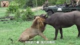 两只狮子追捕一头水牛，水牛顽强的抵抗，从狮子口中逃脱了