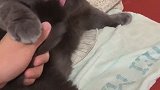 猫猫咪到底知不知道自己有条尾巴