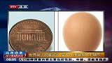 世界最小鸡蛋出炉 仅长2.1厘米稍大于硬币