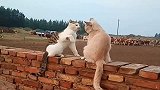 这只公猫一看就是犯错了，不管怎么被欺负都不还手，太逗了