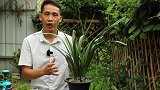 中午给兰花这样喷一喷，生长会更加的迅速