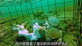 渔民用几只烂鸡腿做诱饵，捕捉到几十只螃蟹