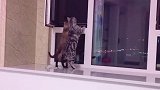 猫：兄弟你在看啥呢，我也来瞅瞅！