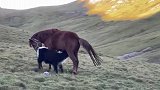 马妈妈喂小牦牛长大，把伟大母爱表现的淋漓尽致