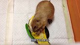 鹦鹉和土拨鼠一起玩，竟然被土拨鼠按在地上无法翻身，真是没谁了