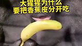 大猩猩吃香蕉为什么要把香蕉皮和果肉分开吃