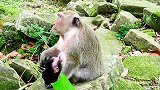 猴妈妈吃芒果这味道太好了！