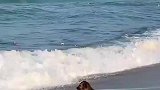 小狗坐在海滩上，任由海浪拍打