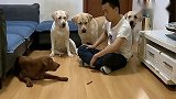 泰迪小迷糊年轻气盛，和姥爷叫板，狗狗老四都看呆了