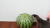 主人给水獭一个大西瓜，谁知水獭护食，水獭别动这是我的