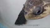海龟被垃圾缠身，已经奄奄一息，最终被好心解救，镜头拍下全过程