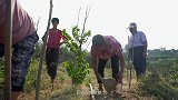 镜头中的扶贫故事| 绿水青山就是金山银山