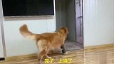 马犬把金毛关起开，金毛报复马犬，把它的玩具扔到了外面，笑岔气