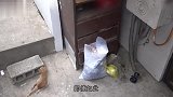 自从喂了一只流浪猫，第二天全家族都来了：早安