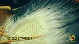 羽毛扇作为千年传统手工艺品 在湖北仙桃竟如此闻名