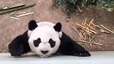 看一眼就让感觉很凶猛的大熊猫，其实内心是个胆小的乖宝宝