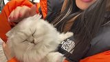 第一次有小猫咪对投怀送抱 一一整个可爱住！金吉拉