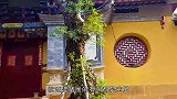 一个三亿年前的村子，竟然在云南，连猪圈的石头都是宝贝
