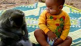 可爱的猴子行动如此可爱，快乐与所有猴子处好关系