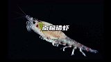 被称为“海上粮仓”的南极磷虾为何数量如此的庞大？