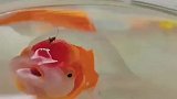 蚊子在金鱼头上叮了个包