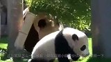 熊猫在日本太嚣张，竟成了动物园小霸王，碰到美女就求抱抱！